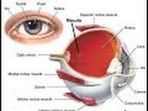 eye anatomy and physiology pdf