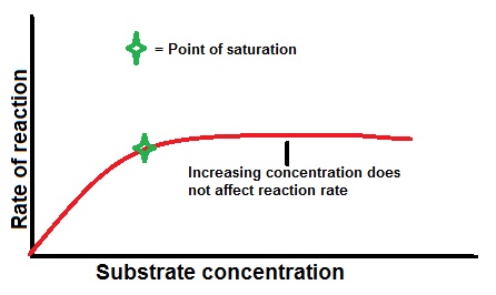 effect of substrate concentration on enzyme activity pdf