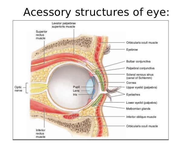 eye anatomy and physiology pdf
