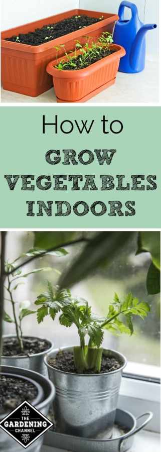 how to grow more vegetable pdf