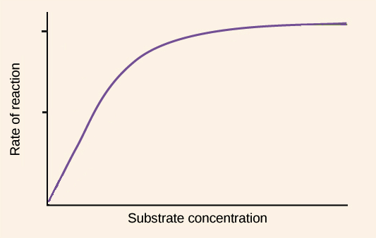 effect of substrate concentration on enzyme activity pdf